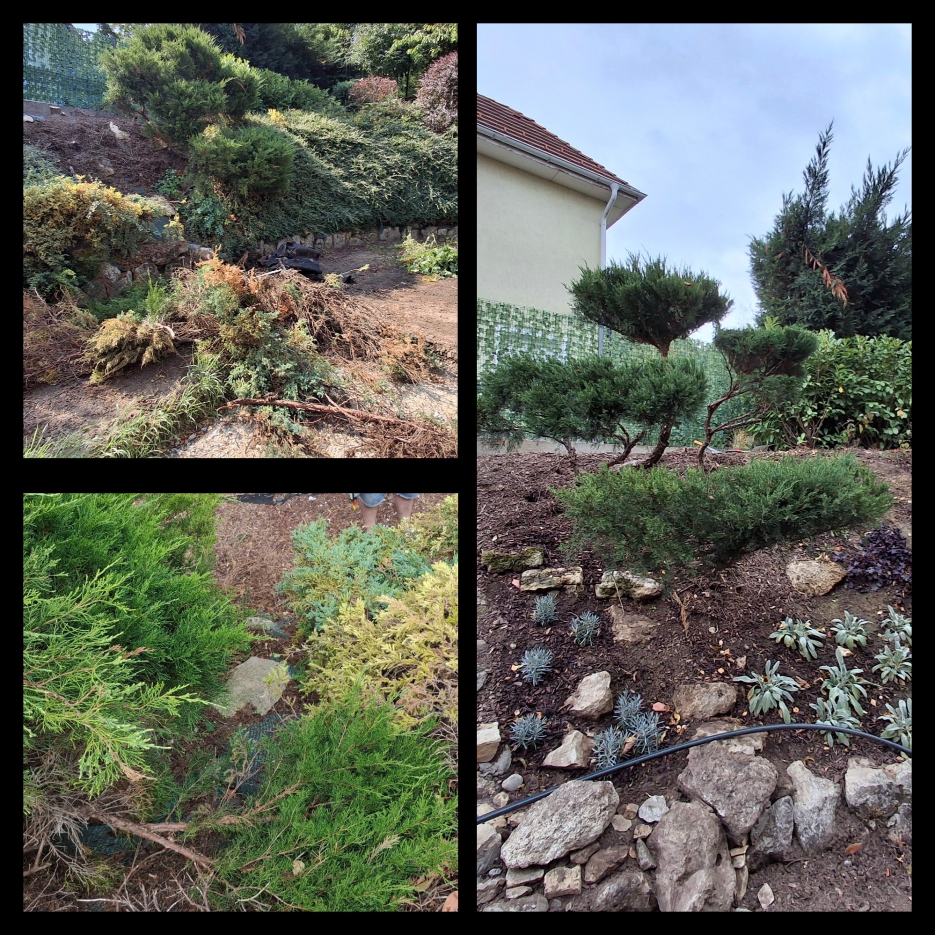 Mikor megmenekül egy növény. A kivágásra ítélt boróka második élete kezdete más formában. 